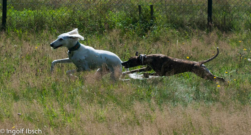 unsere Maus beim toben
