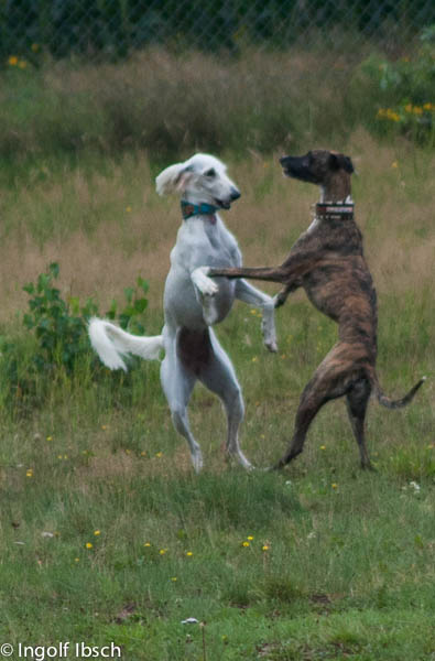 unsere Maus beim tanzen